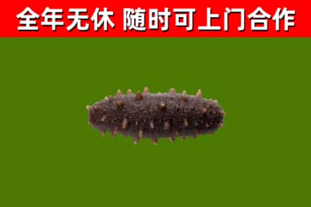 金湾区回收海参干